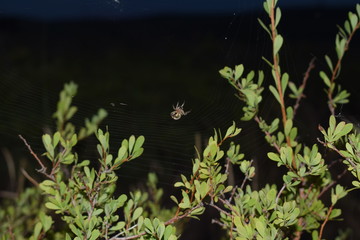 spider hunts at night