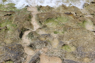 texture of sea coral on the island of Gili Ketapang