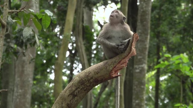 Monkey sitting on the broken branch of the tree in Ubud forest.