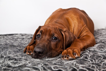 Portrait of a dog breed Rhodesian ridzhbek on a gray shaggy rug