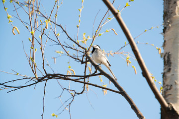 Wild life in my garden