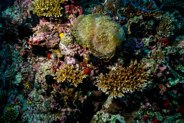 Naklejka na ściany i meble Anemone coral and fish at the Maldives