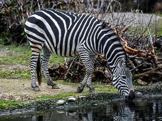 Fototapeta na wymiar Grant`s zebra at watering pond. Latin name - Equus quagga boehmi