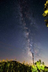 tree in the milky way