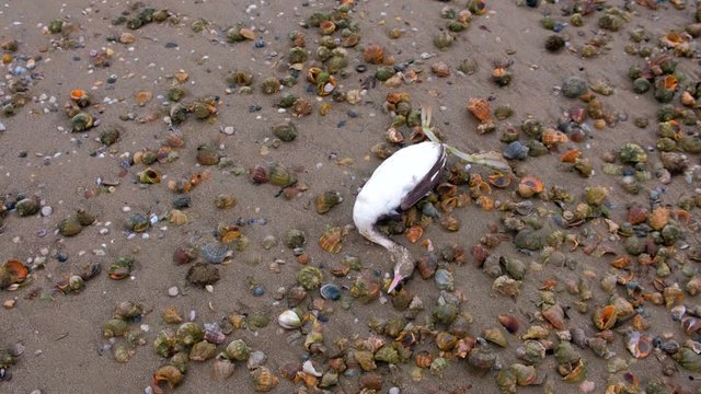 Dead bird among the rapan shells on the sandy sea beach after storm.