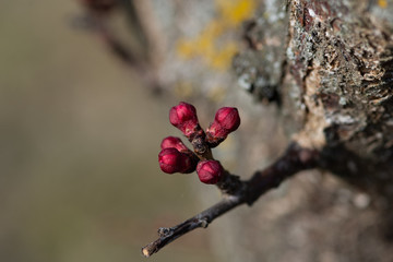 Buds of apricot flowers on a branch in the spring