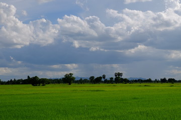 Fototapeta na wymiar Green rice fields and palm trees, fresh green and beautiful sky. Cloudy on a bright day