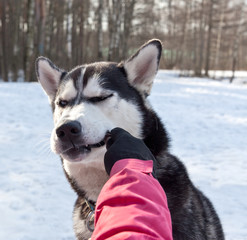 Naklejka premium Dog breed Siberian Husky takes a piece of the delicacy from the hand of its owner