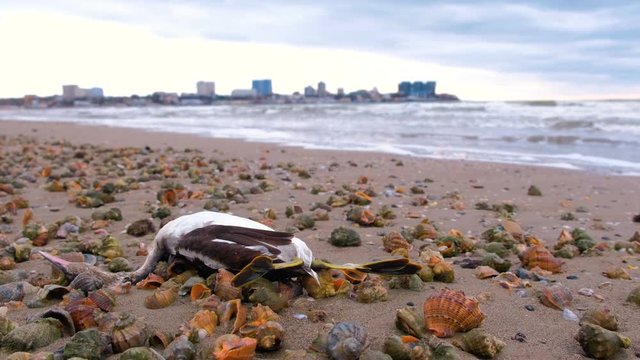 Dead bird among the rapan shells on the sandy sea beach after storm.