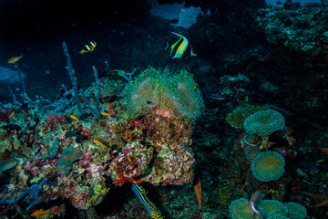 Tropical fish at the Maldives
