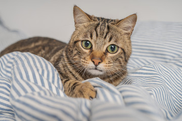 Beautiful short hair cat lying on the bed at home