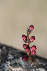 Buds of apricot flowers on a branch in the spring