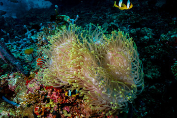 Naklejka na ściany i meble Anemone coral and fish at the Maldives