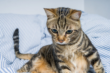 Beautiful short hair cat lying on the bed at home