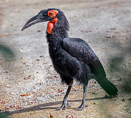 Southern ground hornbill. Latin name - Bucorvus leadbeateri	