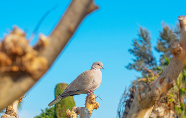 turtledove on the tree
