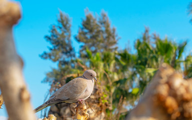 turtledove on the tree