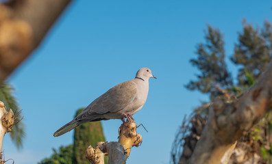 Obraz premium turtledove on the tree
