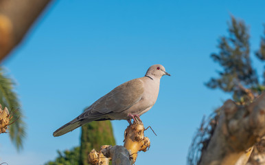 turtledove on the tree