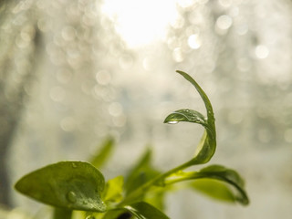 Young sprouts of parsley in drops of water against the background of a window and sunlight, closeup