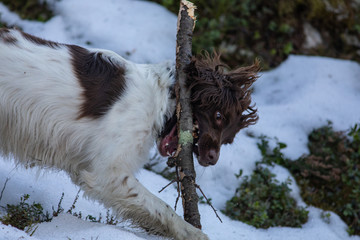 Dog playing with a stick