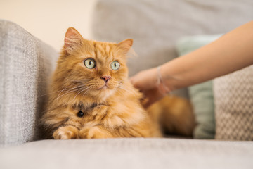 Cuddling beautiful ginger long hair cat lying on the sofa on a sunny day at home