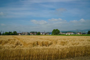 Fototapeta premium Morning rural landscape with wheat farm
