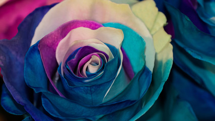 Fototapeta na wymiar Rose with multicolored petals