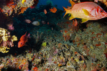 Tropical fish at the Maldives