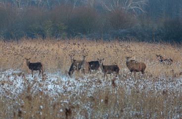 Red Deer Winter Netherlands