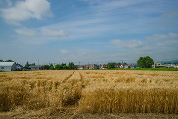 Fototapeta na wymiar Morning rural landscape with wheat farm