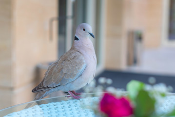 beautiful turtledove
