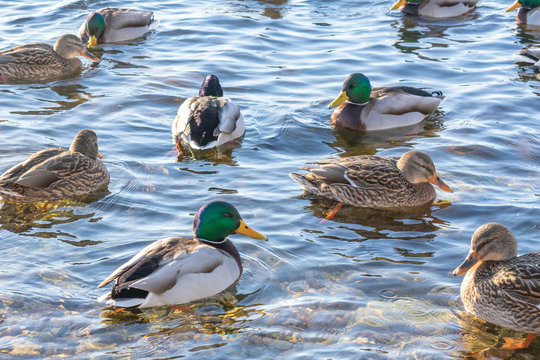Wild ducks and drakes floating on the pond.