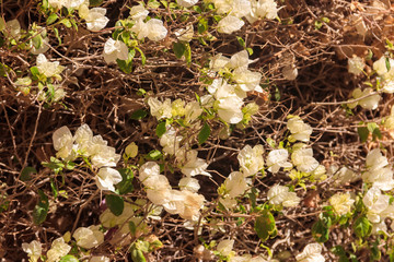 Beautiful blooming bougainvillea in garden
