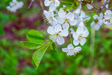 Bright colorful spring flowers