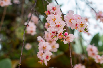 Blooming almond flowers