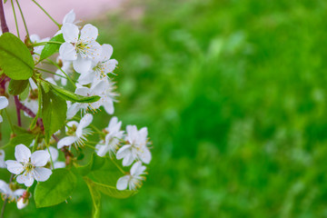 Bright colorful spring flowers