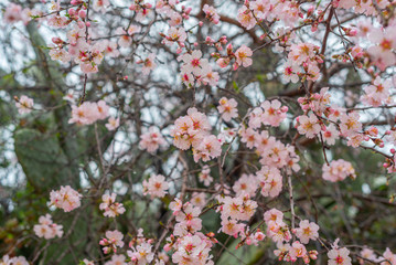 Blooming almond flowers