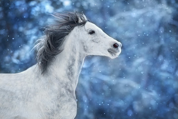 Obraz na płótnie Canvas White arabian horse run fast on winter landscape
