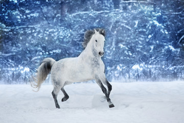 Obraz na płótnie Canvas White stallion run in snow field