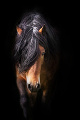 Horse portrait isolated  on black background