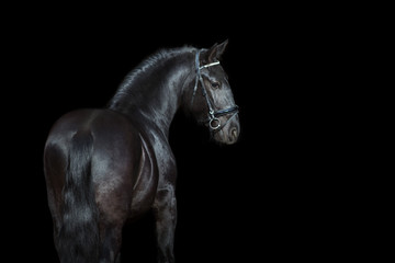 Obraz na płótnie Canvas Horse portrait isolated on black background