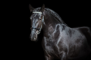 Horse portrait isolated  on black background