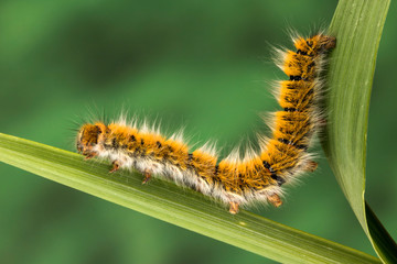 Eggar Moth (lasiocampa trifolii) caterpillar