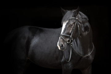 Horse portrait isolated  on black background