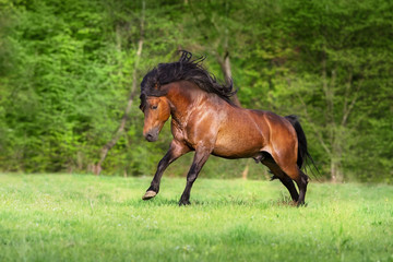 Fototapeta na wymiar Bay horse run on green pasture