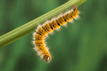 Eggar Moth (lasiocampa trifolii) caterpillar