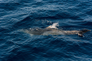 Obraz premium Dolphins swimming in blue ocean near the coast of Tenereife.