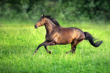 Bay horse run on green pasture