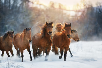 Horse herd in motion on winter snow landscape at sunset